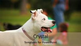  Presentation with dog park - Colorful theme enhanced with cute dog in the grass backdrop and a coral colored foreground