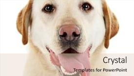  Presentation with dog baby cute child - Presentation design with cute dog isolated on white background and a lemonade colored foreground