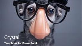  Presentation with dog - Beautiful presentation theme featuring cute-dog-isolated backdrop and a gray colored foreground