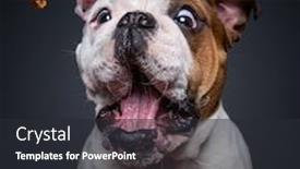  Presentation with black - PPT theme consisting of cute-dog-isolated background and a dark gray colored foreground