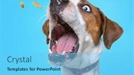  Presentation with colorful - Theme featuring cute-dog-isolated background and a light blue colored foreground