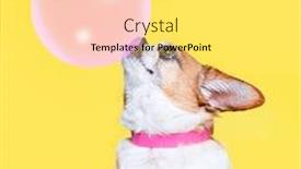  Presentation with cute - Audience pleasing theme consisting of cute-dog-isolated backdrop and a white colored foreground