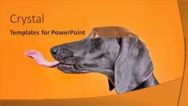  Presentation with shot - Presentation design enhanced with cute-dog-isolated background and a gold colored foreground