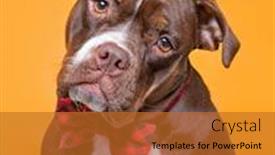  Presentation with studio - Presentation design enhanced with cute-dog-isolated background and a red colored foreground