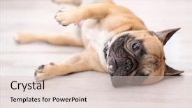  Presentation with cute cat and dog - Presentation theme with cute dog lying on floor background and a soft green colored foreground