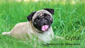  Presentation with green and purple mardi gras - Cool new theme with cute dog lying on green backdrop and a seafoam green colored foreground