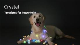  Presentation with dog christmas - Presentation theme having cute dog lying with christmas lights on floor background and a black colored foreground