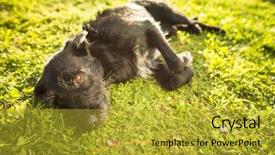  Presentation with sunshine - PPT layouts having cute dog lying in the grass in lovely late afternoon sunshine show with shallow dof background and a gold colored foreground