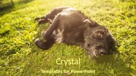  Presentation with sunshine - Slide deck featuring cute dog lying in the grass in lovely late afternoon sunshine show with shallow dof background and a tawny brown colored foreground