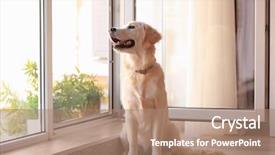  Presentation with dog - Beautiful theme featuring cute dog near open window backdrop and a coral colored foreground