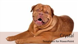  Presentation with dog - Colorful theme enhanced with dogue de bordeaux breed lying backdrop and a red colored foreground
