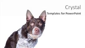  Presentation with studio - PPT theme with cute-dog-on-an-isolated background and a white colored foreground