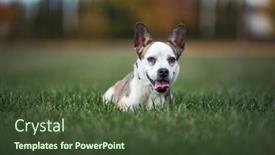  Presentation with dog park - Slides featuring cute-dog-on-an-isolated background and a  colored foreground