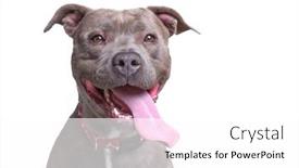  Presentation with studio - Slide deck having cute-dog-on-an-isolated background and a white colored foreground