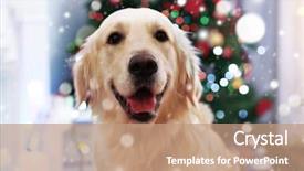  Presentation with dog christmas - Theme enhanced with cute dog on blurred christmas background and a coral colored foreground