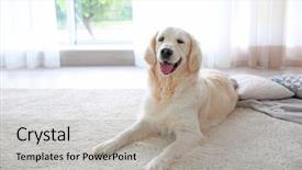  Presentation with carpet - Colorful theme enhanced with cute dog on carpet backdrop and a light gray colored foreground