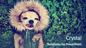  Presentation with dog park - Slides enhanced with cute dog on the grass at a local park during summer toned with a retro vintage instagram filter background and a ocean colored foreground