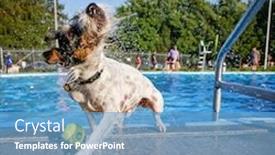  Presentation with public - Audience pleasing PPT theme consisting of cute dog playing at a public pool and having a good time during the summer vacation holiday backdrop and a teal colored foreground