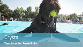  Presentation with public - Audience pleasing presentation theme consisting of cute dog playing at a public pool and having a good time during the summer vacation holiday backdrop and a teal colored foreground