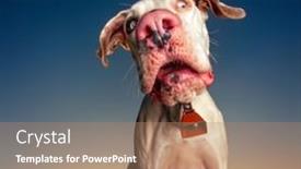  Presentation with cute christmas pug puppy dog - Beautiful presentation featuring cute-dog-portrait backdrop and a coral colored foreground