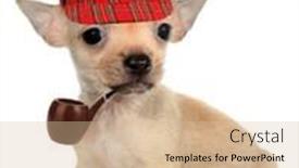 Presentation with detective - Presentation consisting of cute-dog-puppy-detective-chihuahua background and a lemonade colored foreground