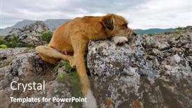  Presentation with rocks - Presentation featuring cute dog resting on rocks background and a tawny brown colored foreground