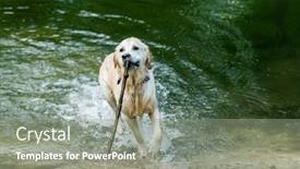  Presentation with time is running out - PPT layouts consisting of cute-dog-running-out background and a gray colored foreground