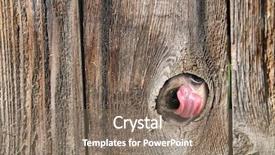  Presentation with cute cat and dog - Colorful presentation enhanced with cute dog's nose and tongue poking out of a hole in the fence licking and drooling backdrop and a coral colored foreground