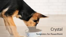  Presentation with dog food - Slide deck consisting of cute dog shepherd eating food background and a lemonade colored foreground