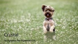  Presentation with field - PPT theme having cute dog sitting up background and a mint green colored foreground