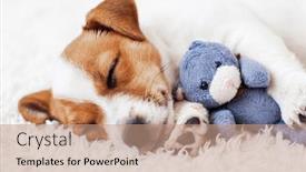  Presentation with russell - PPT theme with cute-dog-sleeping-in-bed background and a coral colored foreground