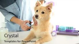  Presentation with salon - Colorful PPT layouts enhanced with cute dog spitz at groomer backdrop and a coral colored foreground
