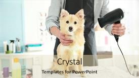  Presentation with salon - Amazing slides having cute dog spitz at groomer backdrop and a lemonade colored foreground