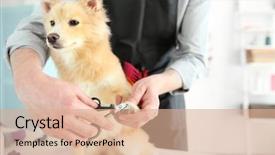  Presentation with pet grooming small dog - PPT layouts enhanced with cute dog spitz at groomer background and a  colored foreground