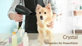 Presentation with pet grooming small dog - Slide deck with cute dog spitz at groomer background and a  colored foreground