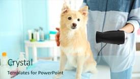  Presentation with grooming dog - Colorful PPT layouts enhanced with cute dog spitz at groomer backdrop and a sky blue colored foreground