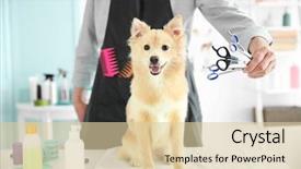  Presentation with salon - Beautiful theme featuring cute dog spitz at groomer backdrop and a lemonade colored foreground