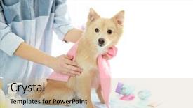  Presentation with salon - Slide deck featuring cute dog spitz at groomer background and a coral colored foreground