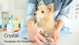  Presentation with pet grooming small dog - PPT layouts having cute dog spitz at groomer background and a lemonade colored foreground