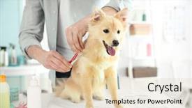  Presentation with grooming dog - Amazing PPT theme having cute dog spitz at groomer backdrop and a lemonade colored foreground