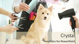  Presentation with salon - Beautiful theme featuring cute dog spitz at groomer backdrop and a lemonade colored foreground