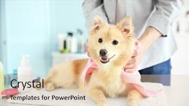  Presentation with grooming dog - Cool new PPT theme with cute dog spitz at groomer backdrop and a lemonade colored foreground