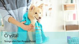  Presentation with grooming dog - Slides enhanced with cute dog spitz at groomer background and a seafoam green colored foreground