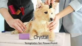  Presentation with pet grooming small dog - Presentation with cute dog spitz at groomer background and a lemonade colored foreground