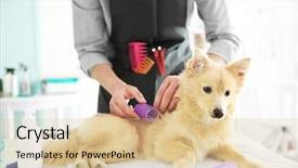  Presentation with pet grooming small dog - Slide set enhanced with cute dog spitz at groomer background and a lemonade colored foreground