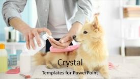  Presentation with salon - Colorful presentation enhanced with cute dog spitz at groomer backdrop and a  colored foreground