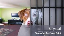  Presentation with dog house - Presentation design with cute-dog-studio-shot-half background and a gray colored foreground