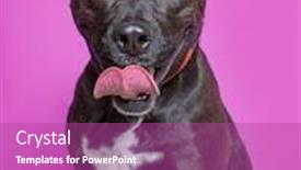  Presentation with studio - Colorful PPT theme enhanced with cute-dog-studio-shot backdrop and a coral colored foreground