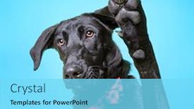  Presentation with studio - PPT theme featuring cute-dog-studio-shot background and a arctic colored foreground