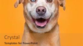  Presentation with studio - Audience pleasing theme consisting of cute-dog-studio-shot backdrop and a gold colored foreground